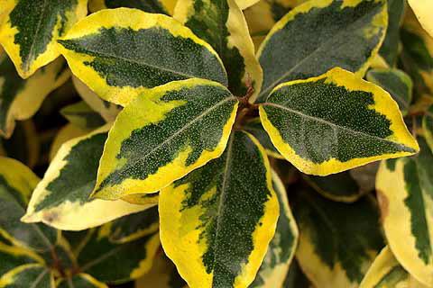 Foliage Shows Its True Colors – Tony Tomeo
