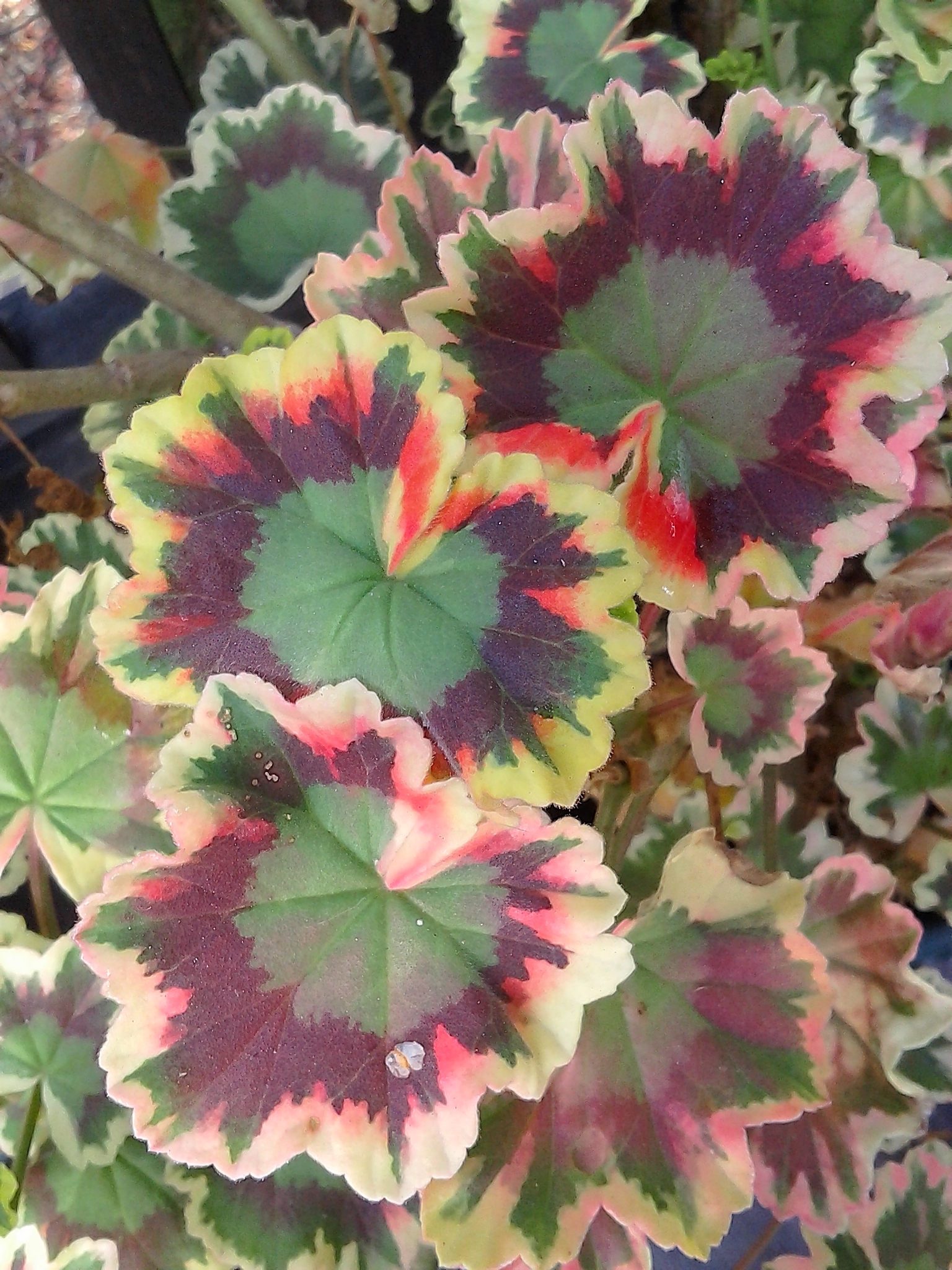 Foliage Can Provide Color Too – Tony Tomeo