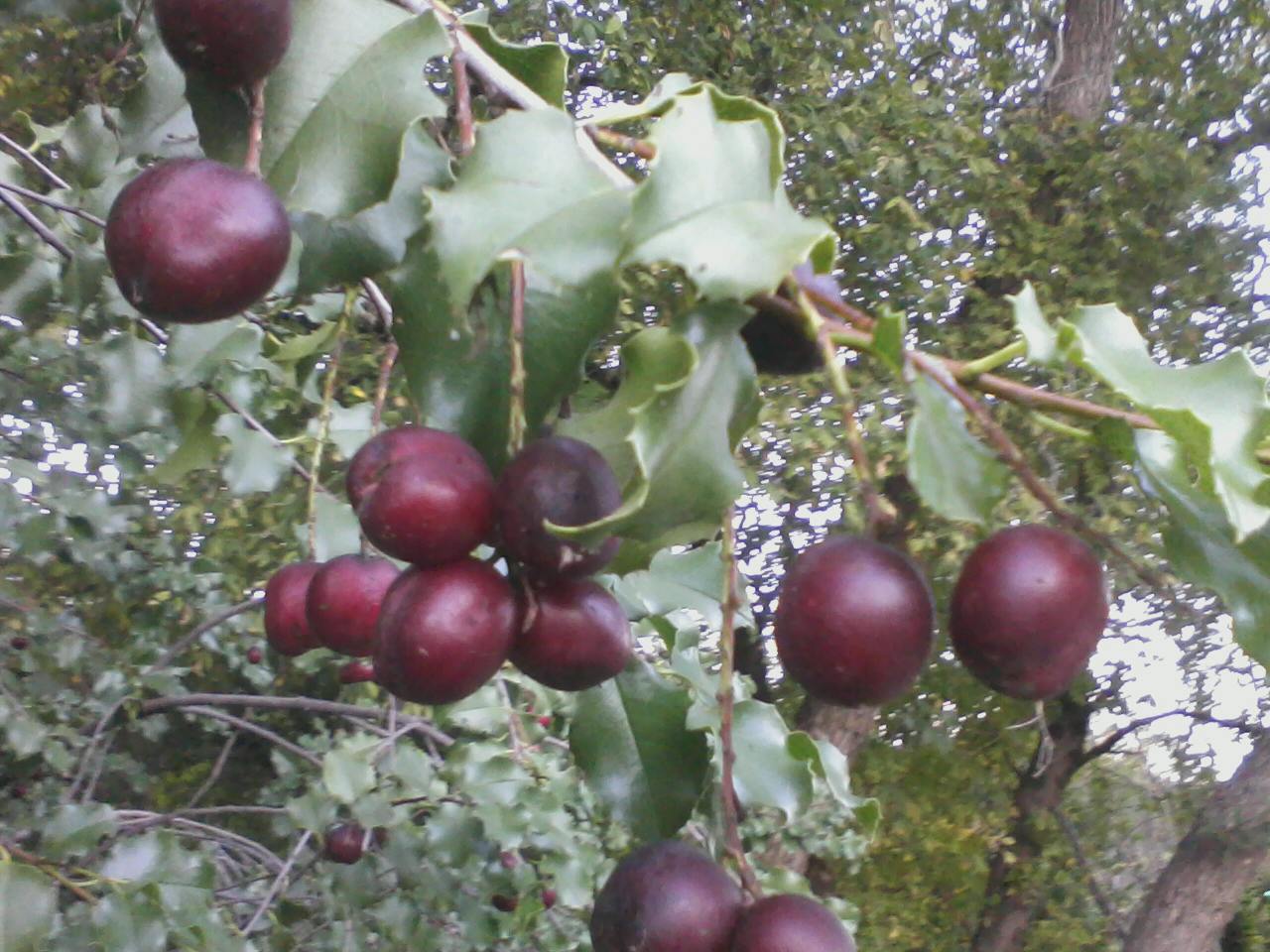 Holly Leaf Cherry Holly Leaf Cherry