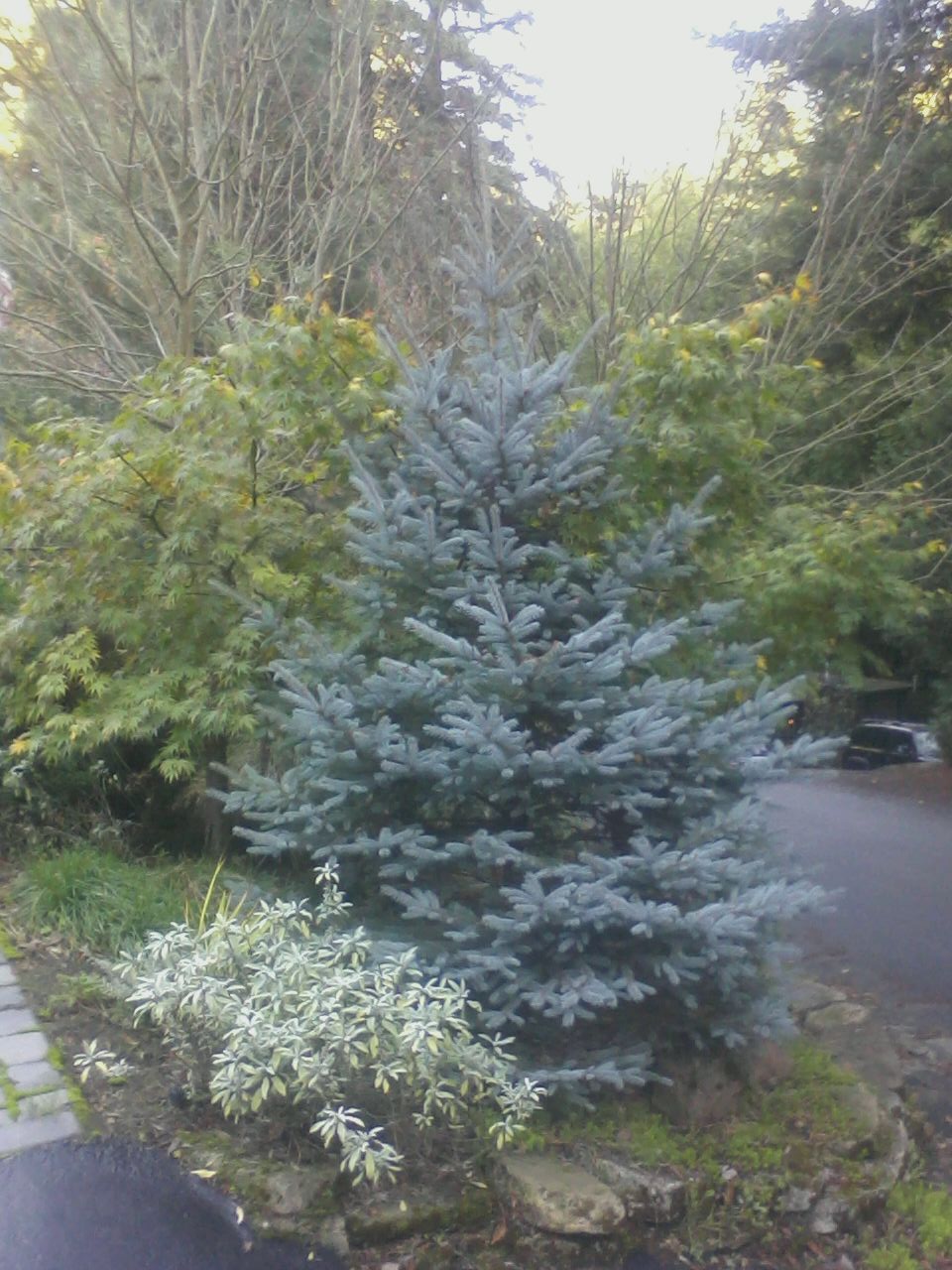 Colorado Blue Spruce – Tony Tomeo