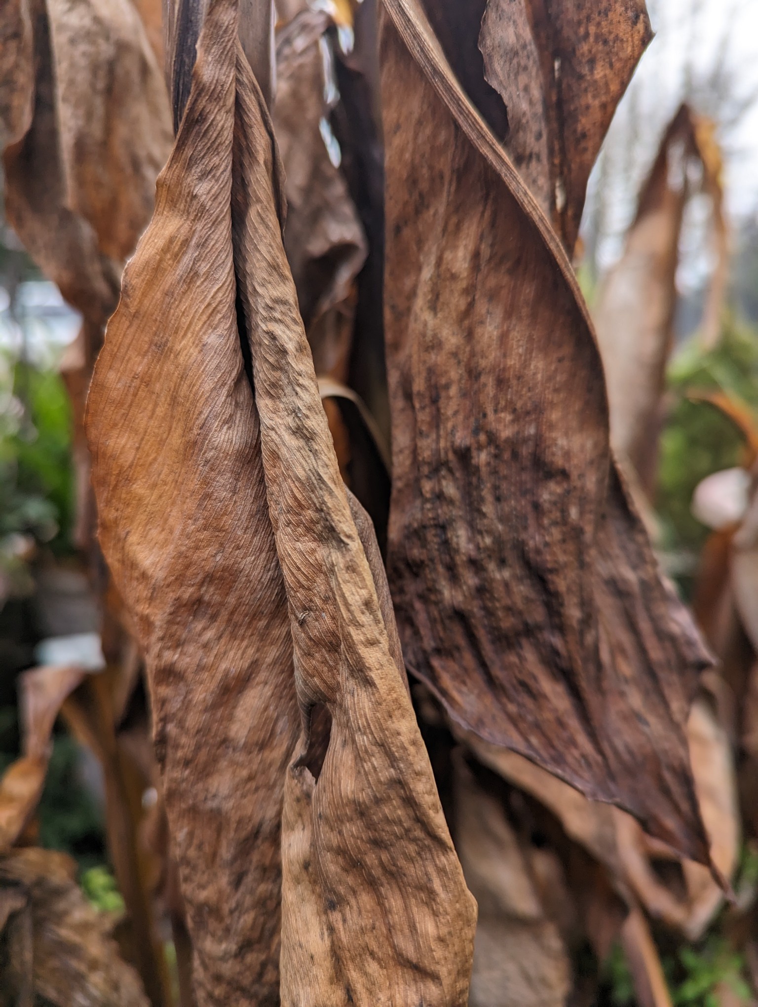 Freeze Damage Necessitates Selective Pruning Tony Tomeo