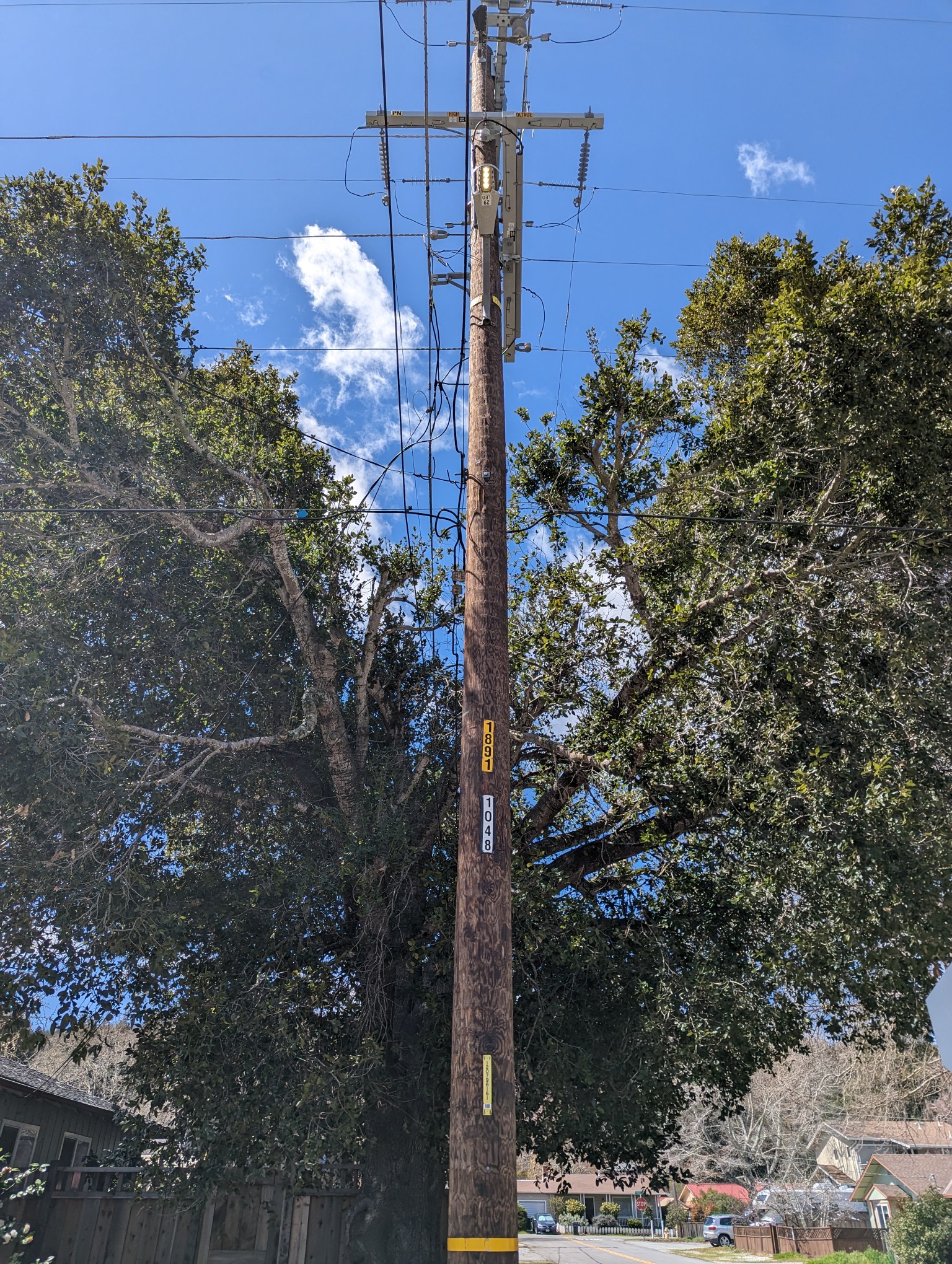 Utility Clearance Can Disfigure Trees – Tony Tomeo
