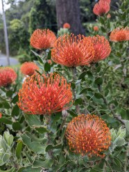 Pincushion Protea Tony Tomeo