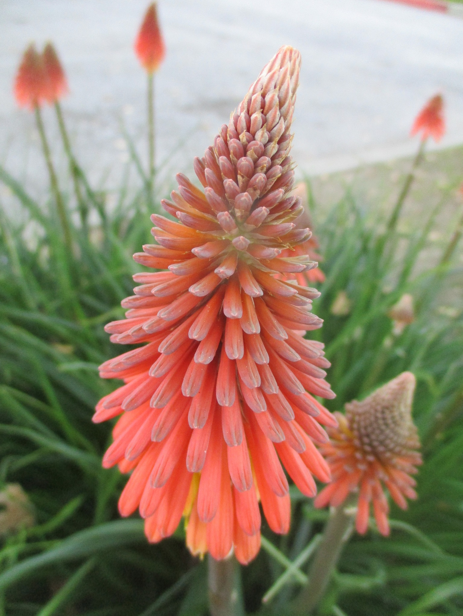 Autumn Bloom Is Remarkably Natural – Tony Tomeo