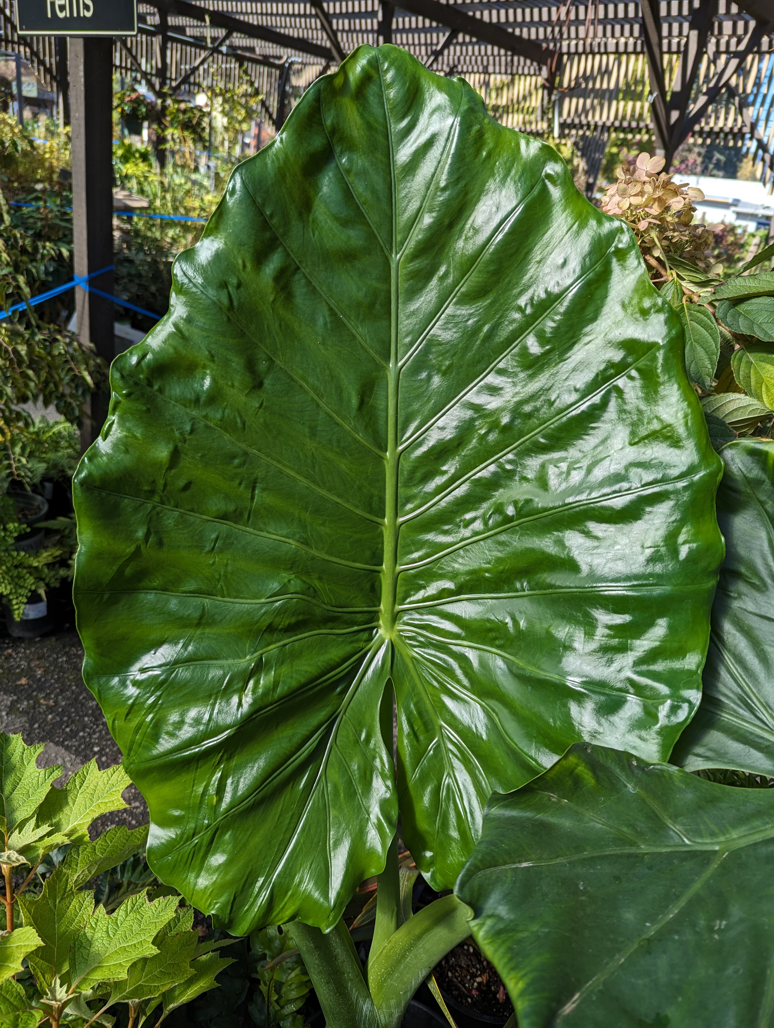 Asian Taro – Tony Tomeo