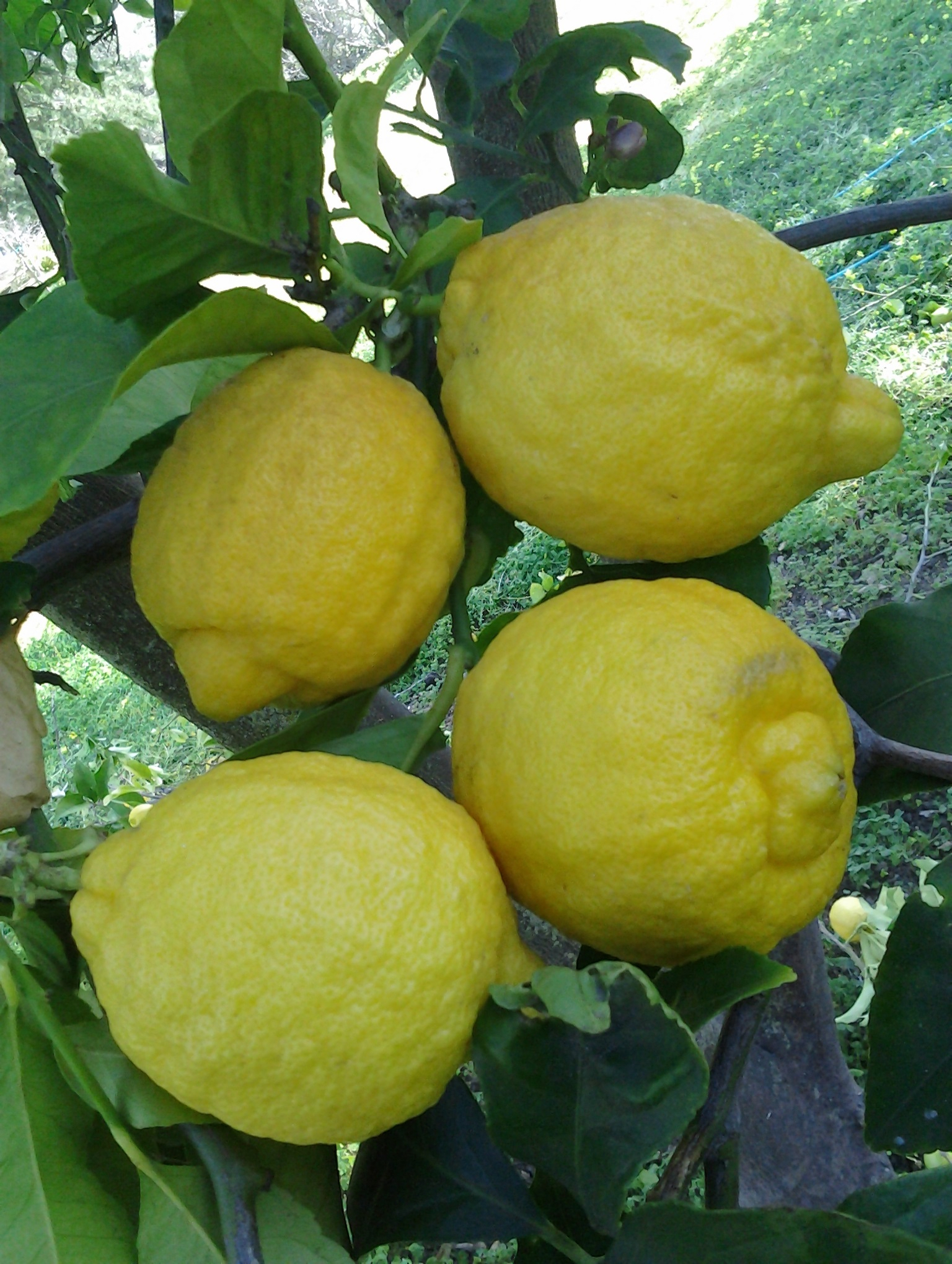 Normal Lemon ‘Eureka’ Lemon – Tony Tomeo