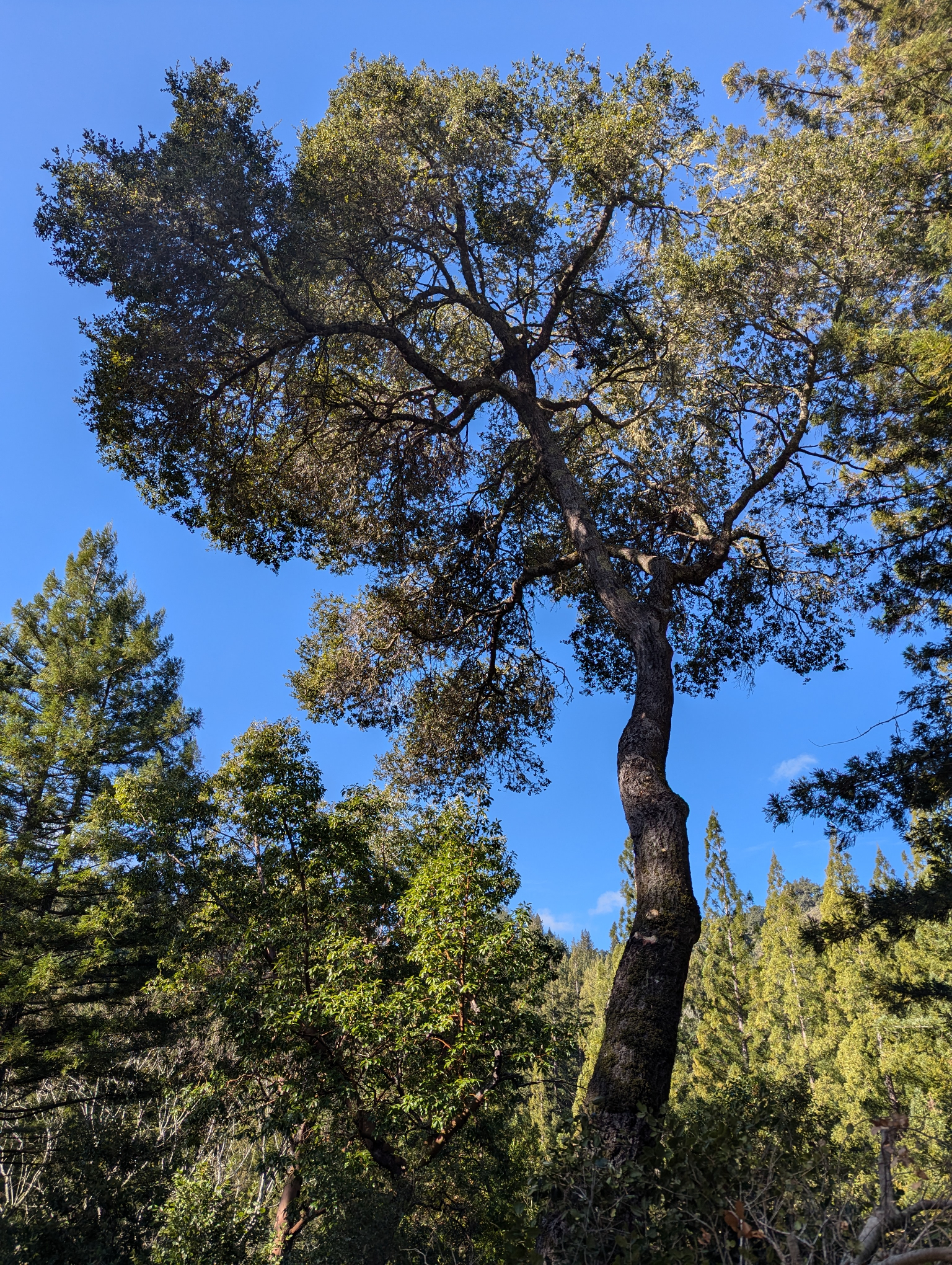 Shade Trees – Tony Tomeo