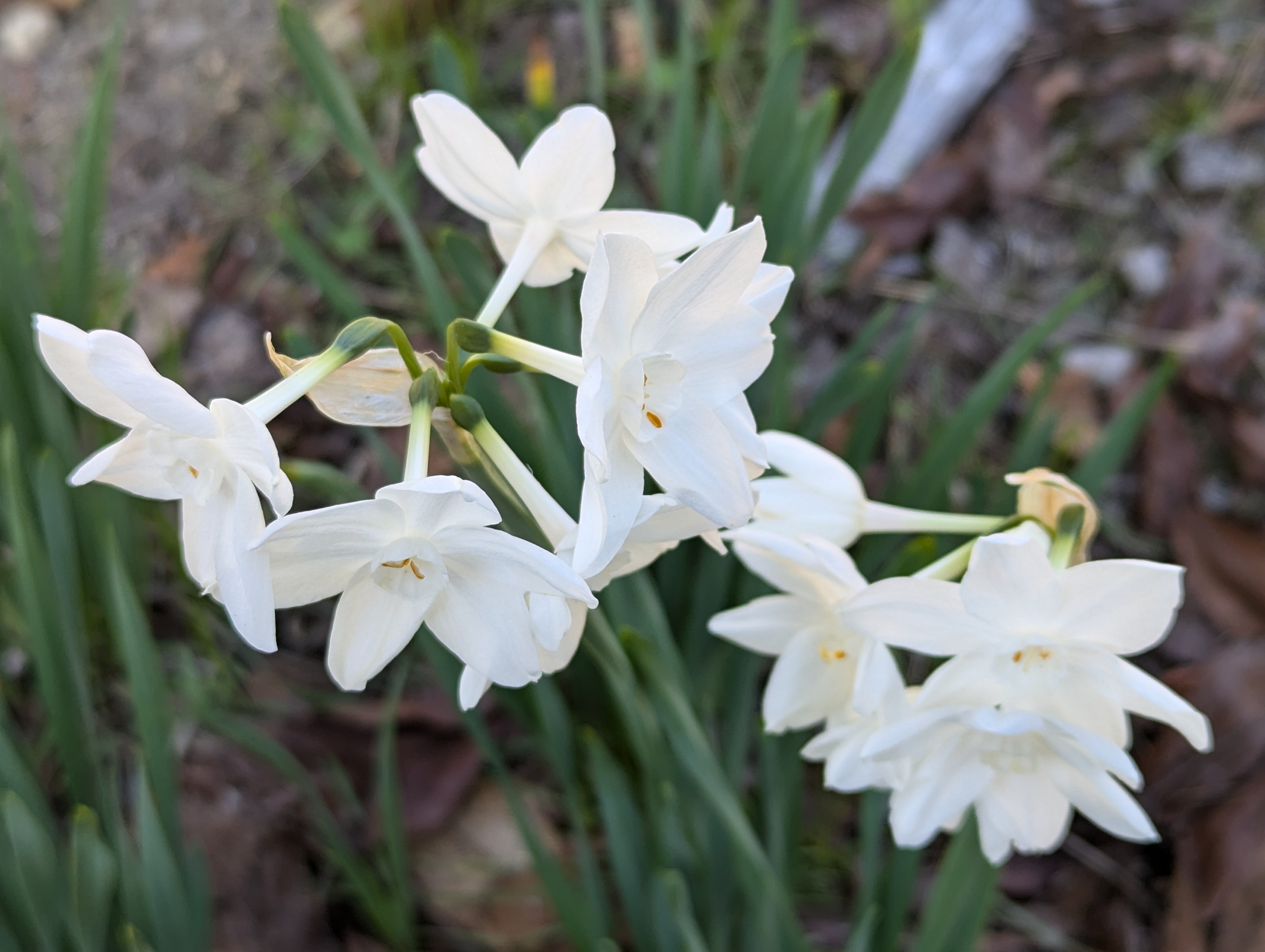 white flowers – Tony Tomeo