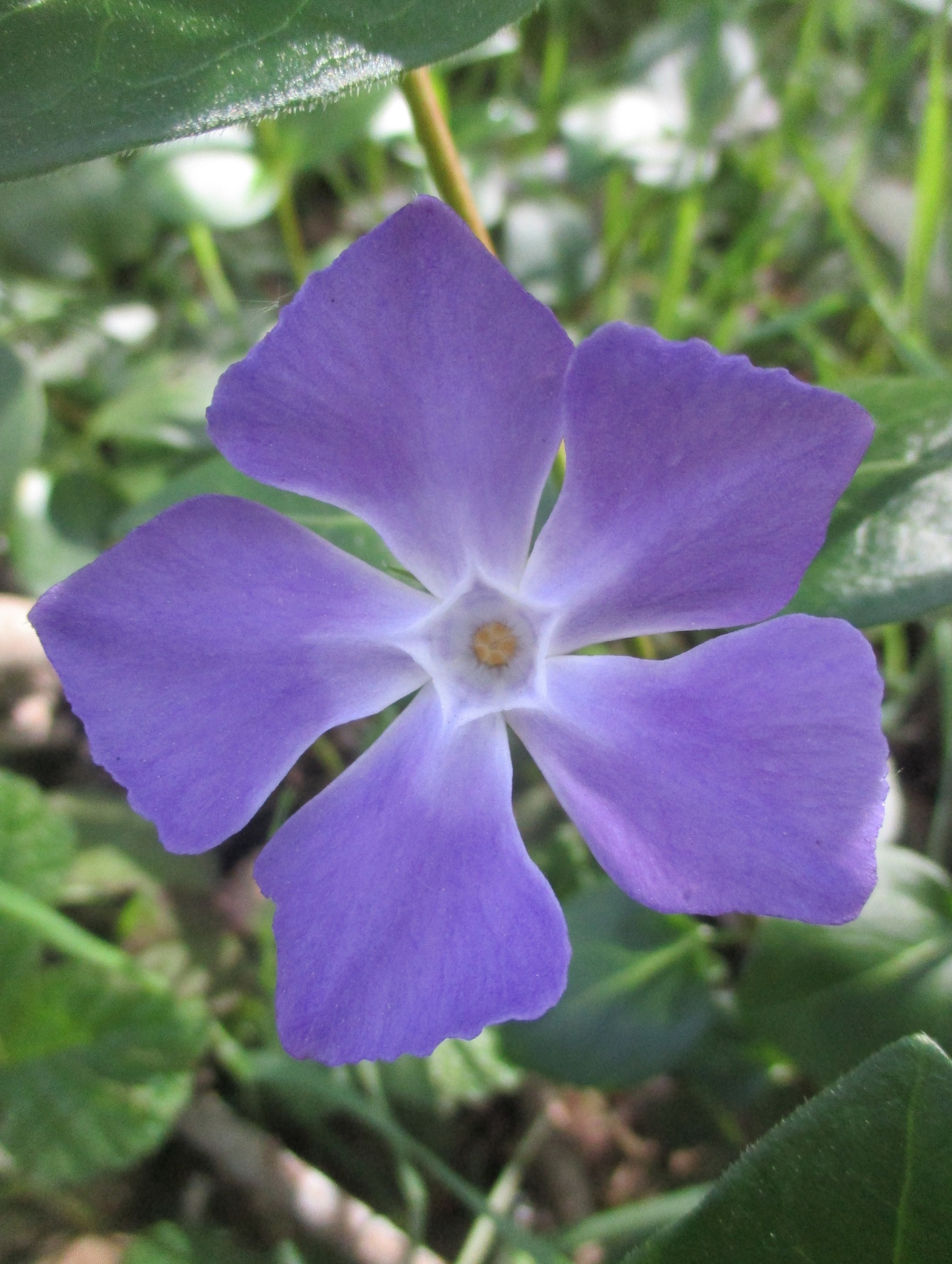Invasive Weeds Begin Their Invasion – Tony Tomeo