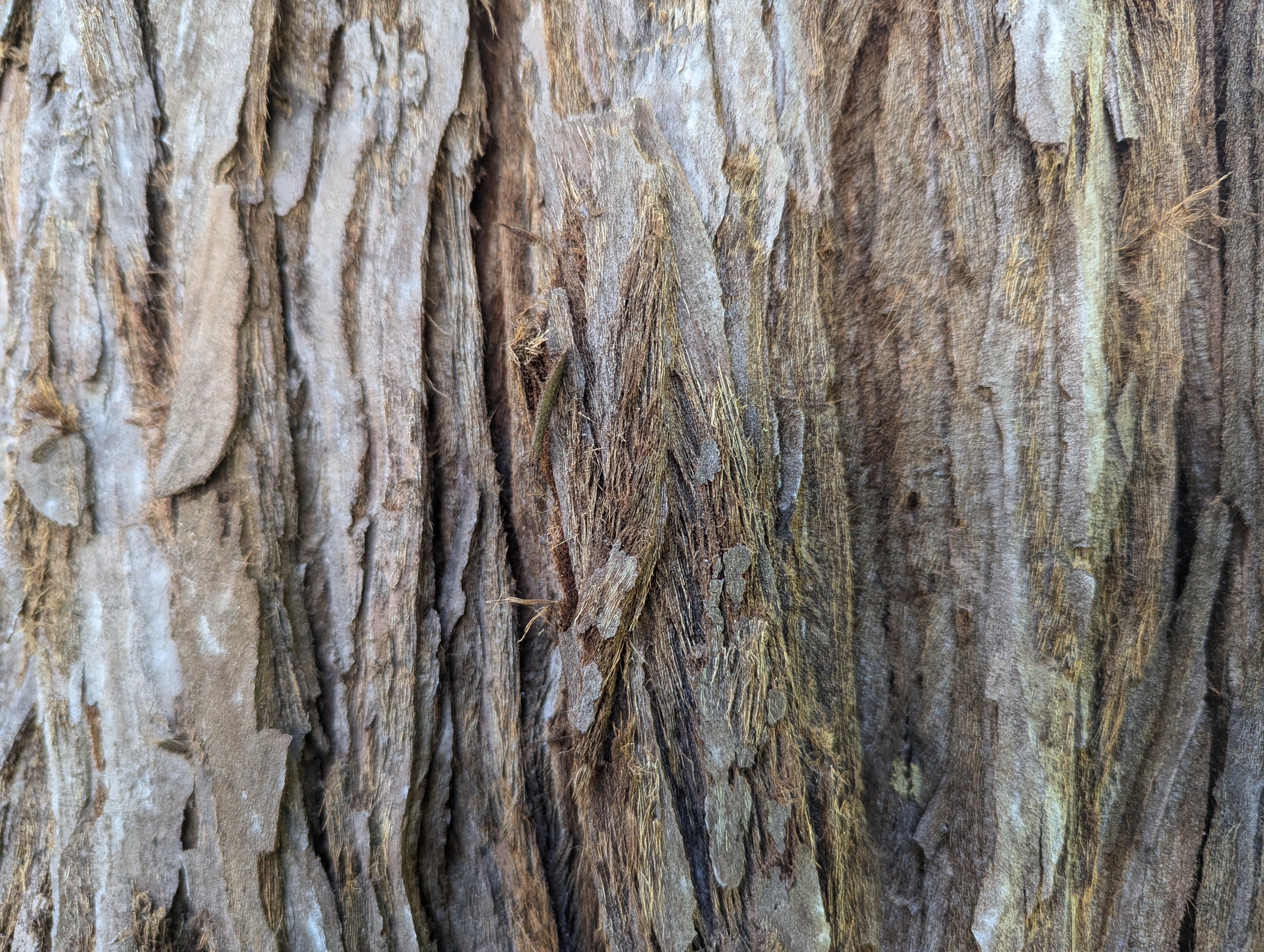 Six on Saturday: Bark – Tony Tomeo