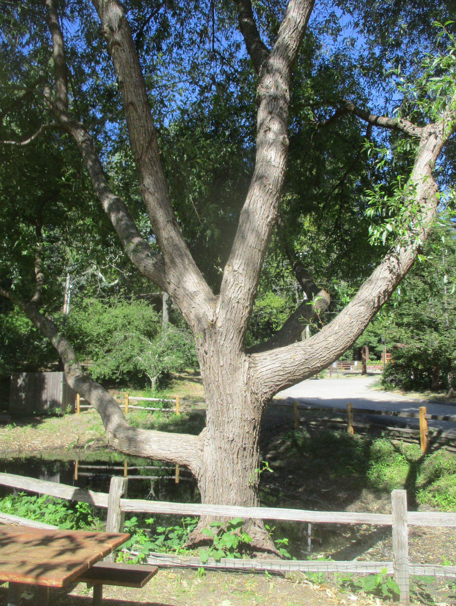 Spontaneous Limb Failure Among Trees – Tony Tomeo