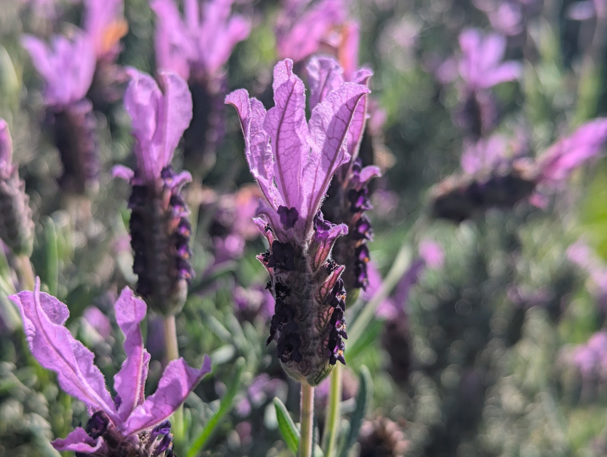 Sunday Best - Spanish Lavender - Tony Tomeo