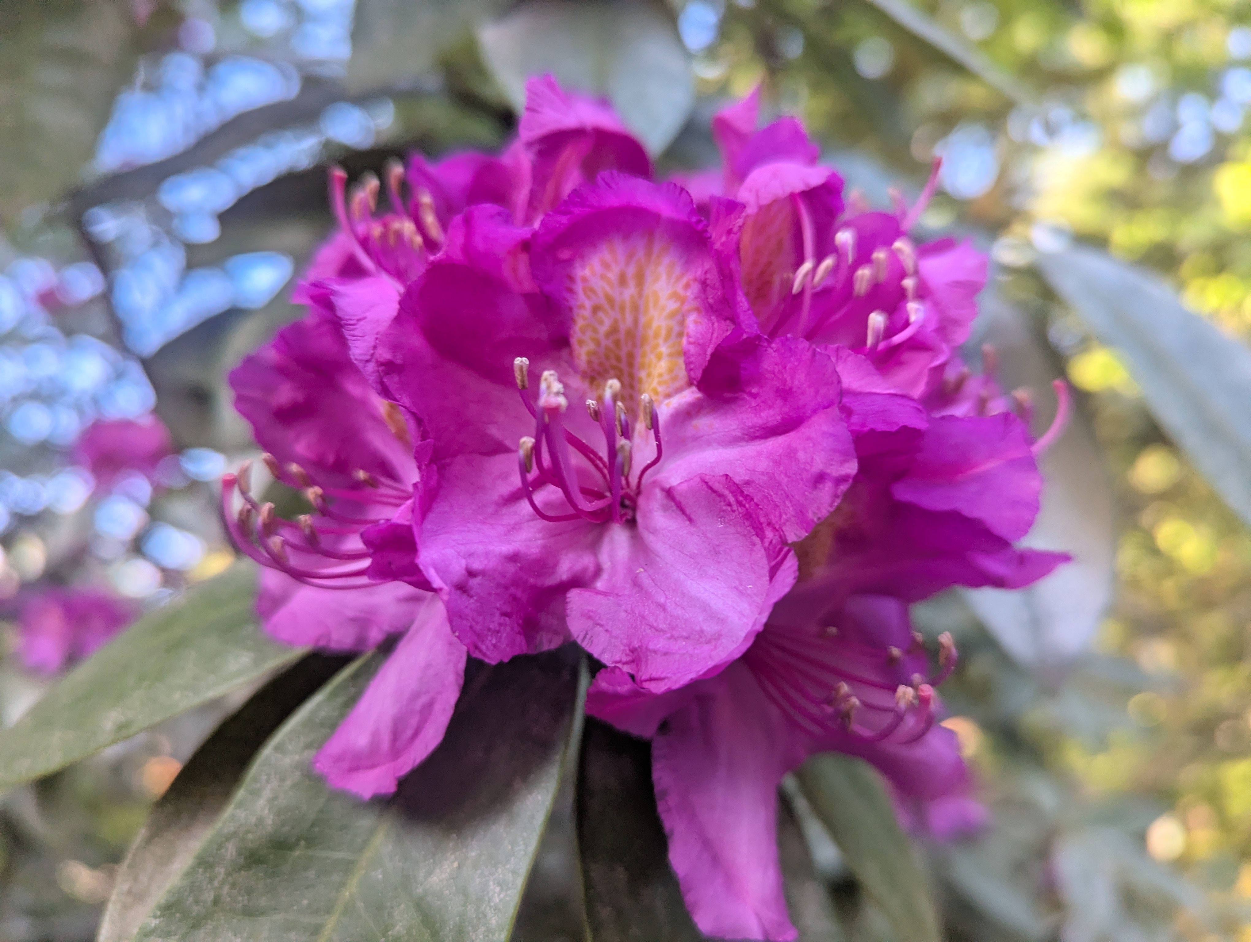 Sunday Best – Rhododendron – Tony Tomeo